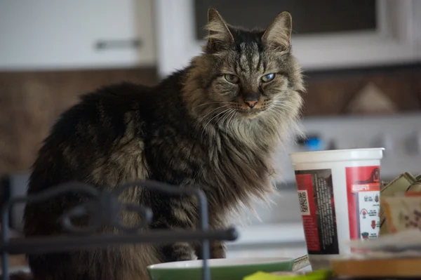 Кішка в домашніх умовах — стокове фото