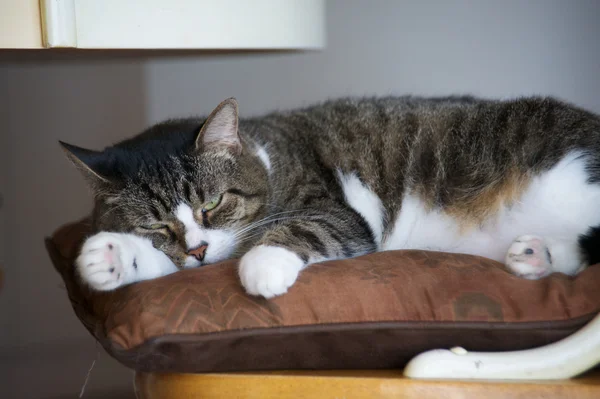 Chat à la maison — Photo