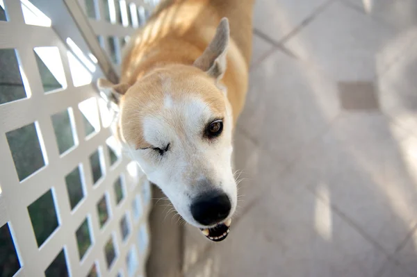 Blind dog — Stock Photo, Image