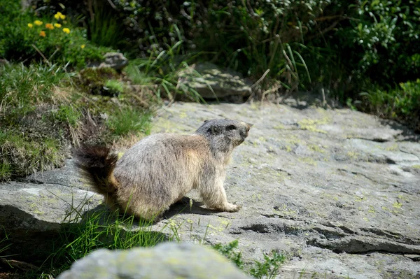 Marmota. —  Fotos de Stock