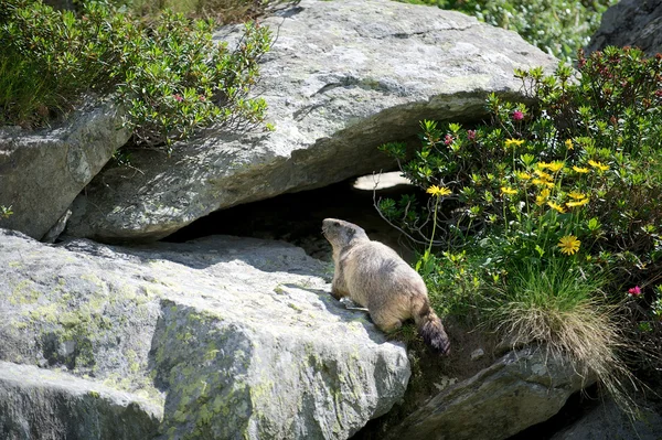 Marmota — Fotografia de Stock