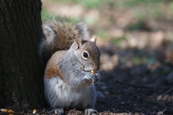 Squirrel — Stock Photo, Image