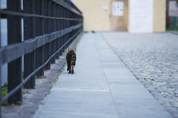 Gato doméstico — Foto de Stock