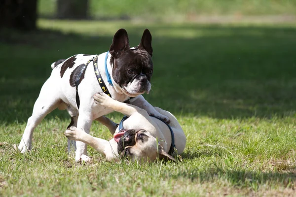 French bulldog — Stock Photo, Image