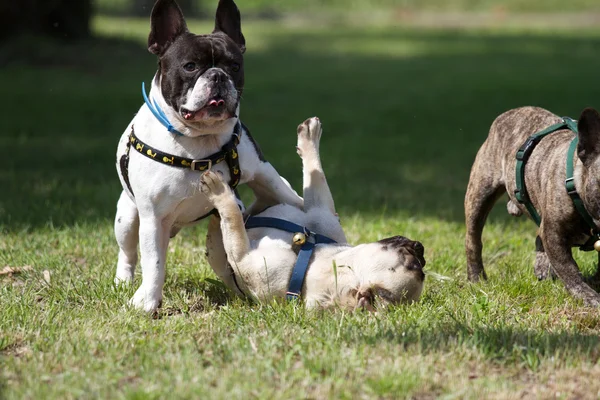 French bulldog — Stock Photo, Image