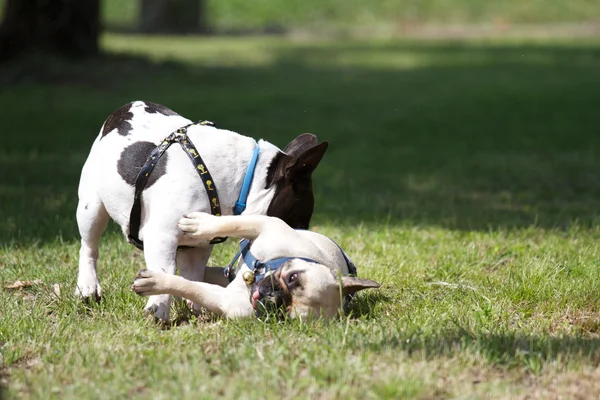 Bulldog francés — Foto de Stock