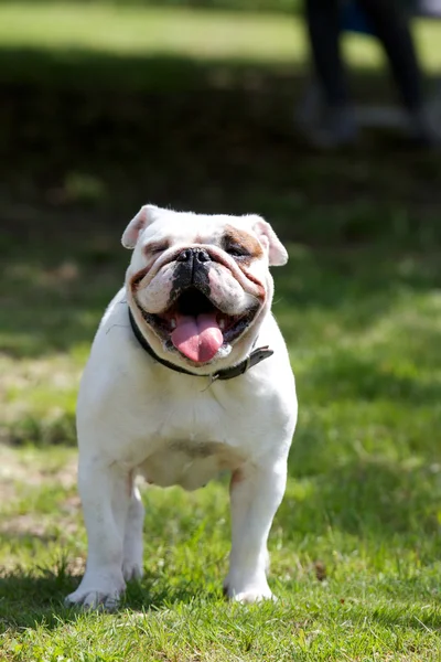 Bulldogge — Stockfoto