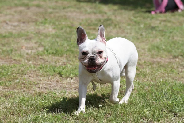 French bulldog — Stock Photo, Image