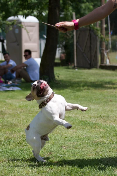 Fransız buldozer — Stok fotoğraf