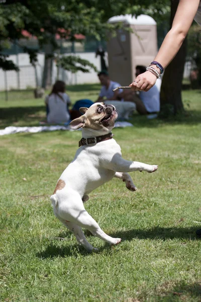 French bulldog — Stock Photo, Image