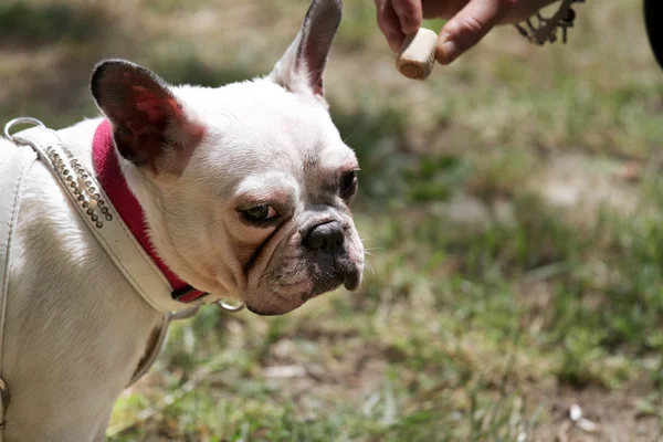 Bulldog francés — Foto de Stock