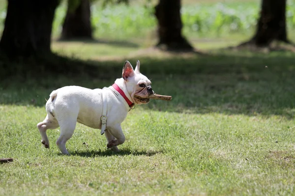 French bulldog — Stock Photo, Image