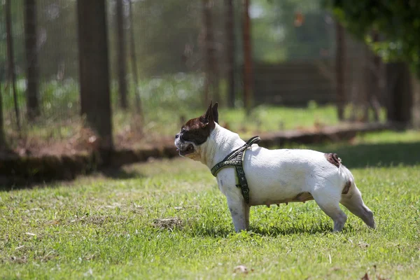 Bulldog francés — Foto de Stock