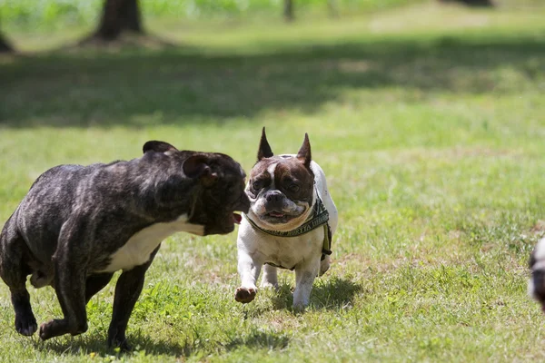 French bulldog — Stock Photo, Image