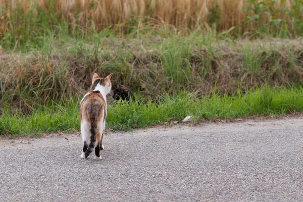 Domestic cat — Stock Photo, Image