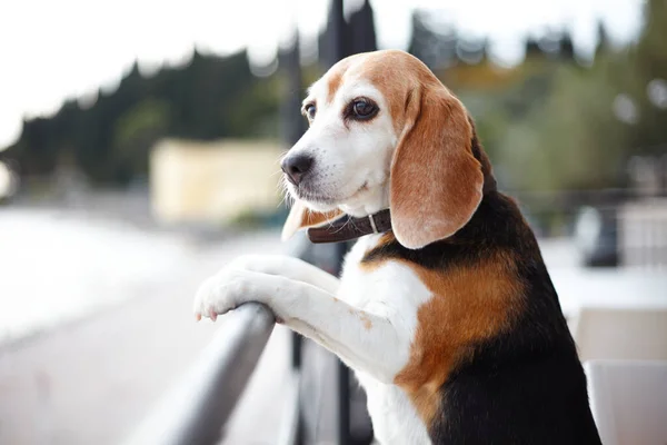 Beagle Dog Looking Away — Stock Photo, Image