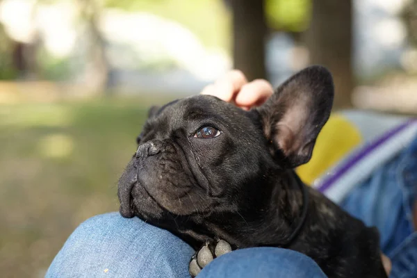 Black French Bulldog Puppy — Stock Photo, Image