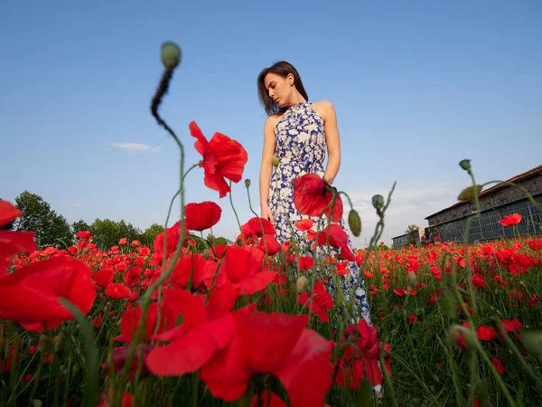 Beautiful Girl Posing Poppy Field Sunny Day — стоковое фото