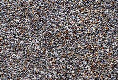 Chia tohum - yakın çekim