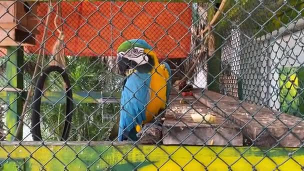 Braziliaanse Papegaai Een Kooi Videoclip