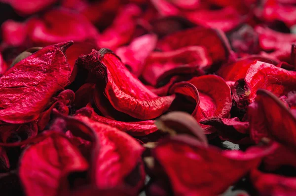 Spa arka planını kurutulmuş yaprakları kırmızı gül — Stok fotoğraf