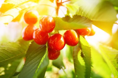 güneş ışığı yeşil dal Olgun Kiraz