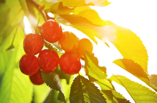 Cereza madura en una rama verde a la luz del sol — Foto de Stock