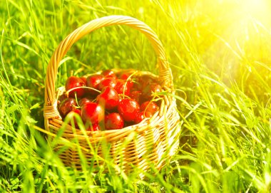 Yeşil çimenlerin üzerinde bir sepet içinde sulu Olgun Kiraz