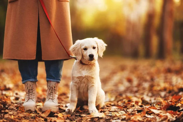 Lindo adorable blanco golden retriever cachorro sentado cerca hembra piernas durante caminar en otoño bosque —  Fotos de Stock