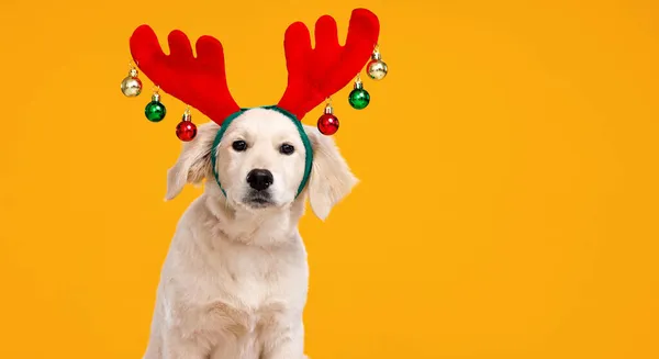 Cachorro Golden Retriever con cuernos de reno de fieltro rojo decorado con bolas de Navidad de colores —  Fotos de Stock