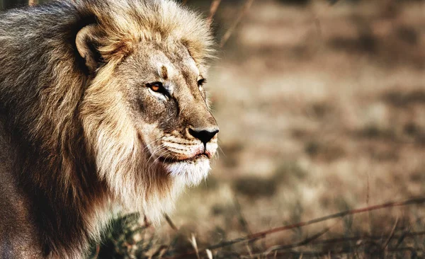 Wild lion in the wild in its natural habitat — Stock Photo, Image