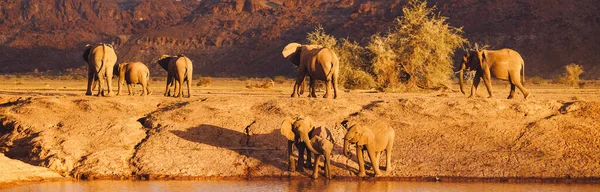 Elefantes africanos selvagens em um buraco de rega em seu habitat natural ao pôr do sol — Fotografia de Stock
