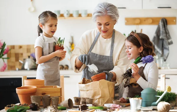 Liebenswerte Enkelinnen Helfen Liebevoller Oma Frühling Hause Blühende Pflanze Blumentopf — Stockfoto