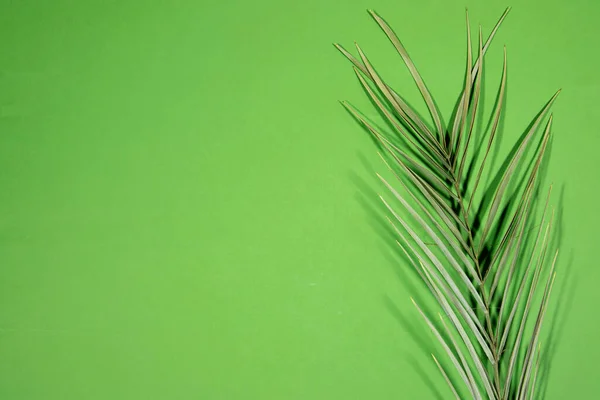 绿色棕榈树叶子在绿色背景下隔绝 — 图库照片