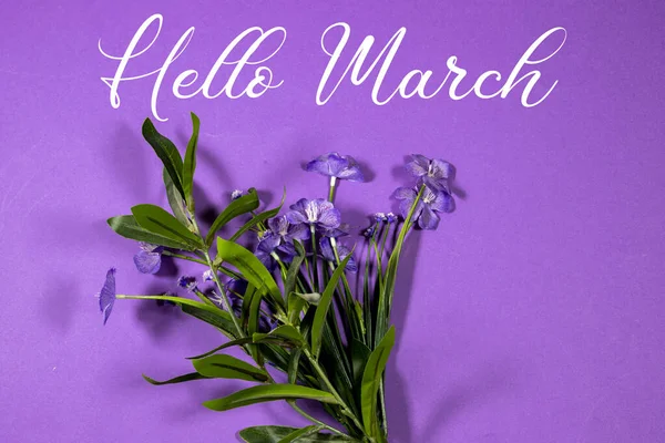 こんにちは3月タイポグラフィのテキスト紫色の背景に孤立した花 — ストック写真