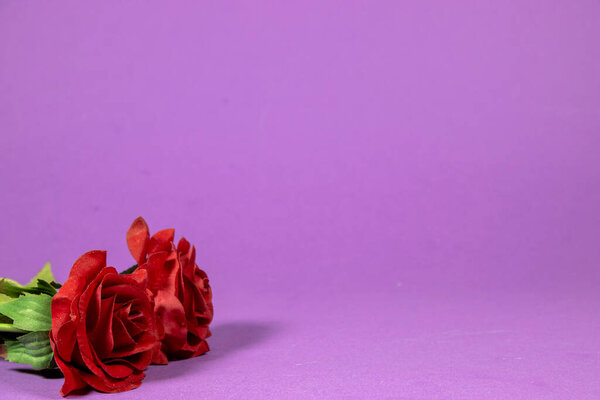 red roses flowers for valentine's or women's, mother's day isolated on purple background