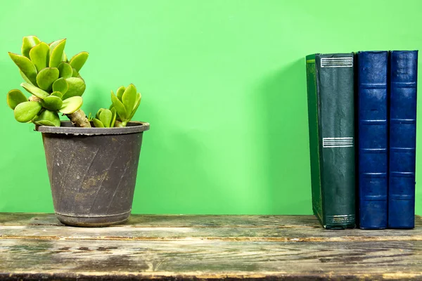 Potted Plant Books Wood Table Blank Wall Artwork Display — Stockfoto