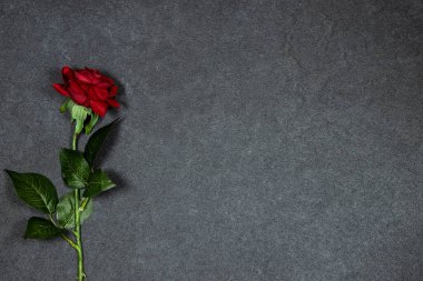 Gri arkaplanda güzel kırmızı güller