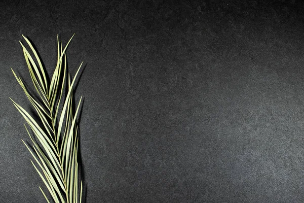 Green Palm Tree Leaf Isolated Gray Grunge Background — Φωτογραφία Αρχείου