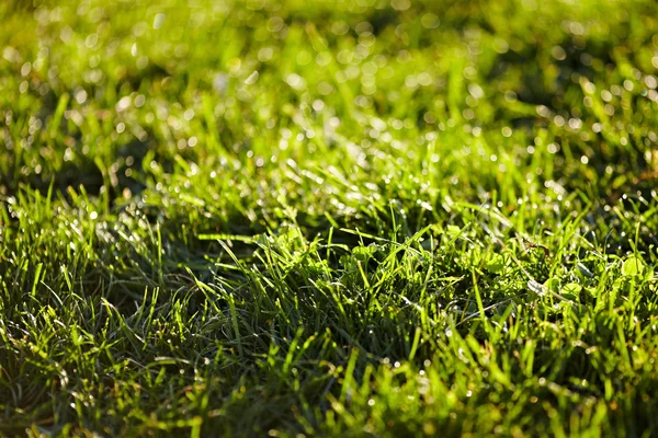 Rugiada del mattino su un'erba. Immagine Stock