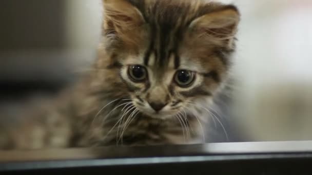 chat curieux