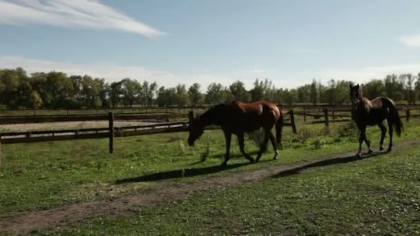 Le pâturage des chevaux sur la prairie — Video