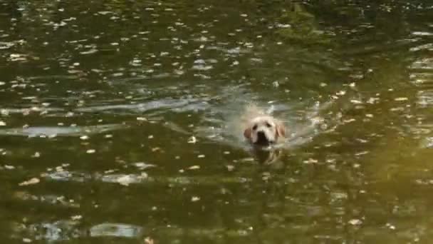 Pes plave na jezeře — Stock video