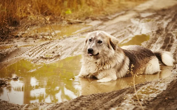 Dog lying in a puddle — Stock Photo, Image