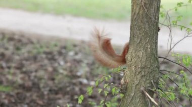 Genç indi, bir ağaçta sincap ve atlama