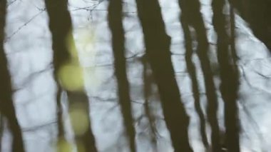 bir dalı su yansımalar onun ağaçları ile arka plan üzerinde yeni yapraklar