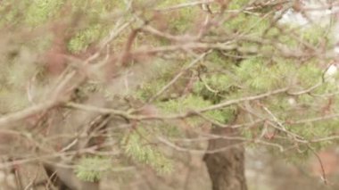 Kayısı tomurcukları köknar çiçeklenmeye hazır