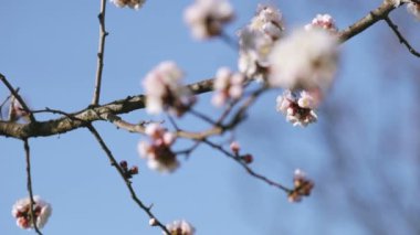 mavi gökyüzünde bir arka planda beyaz kayısı çiçek
