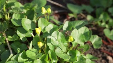 Bahar sarı çiçek anemon