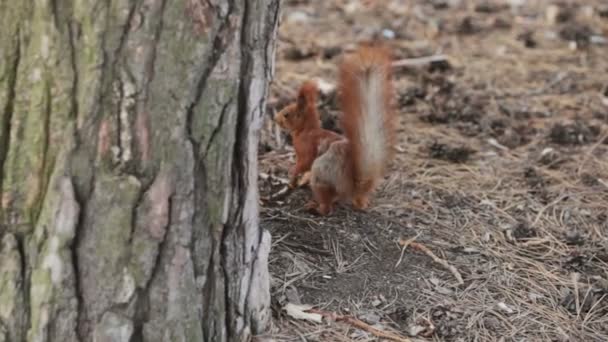 Junges Eichhörnchen versteckt sich hinter einem Baum und flüchtet — Stockvideo